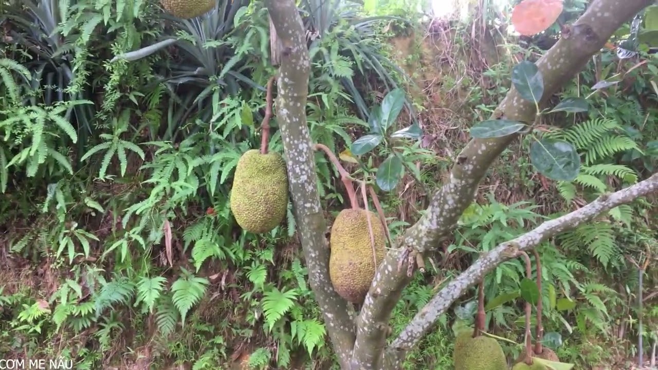 Cơm Mẹ Nấu trong bếp - tranh thủ Mẹ làm cỏ ngoài vườn